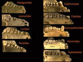 Primate Dentition   Your Mouth Says a Lot About You