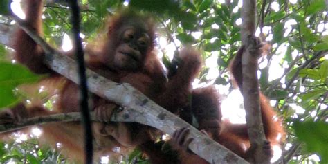Primate Diary: Observing Orangutans in the Wild ...