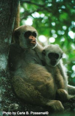 Primate Life Histories Database