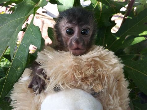 Primate Store   Monkeys for sale
