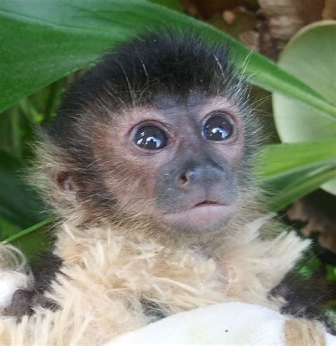 Primate Store   Monkeys for sale