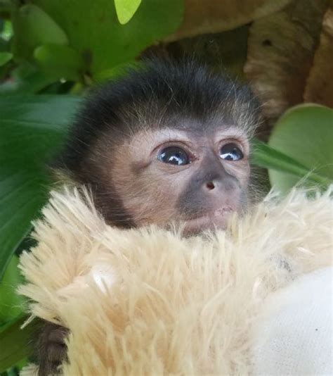 Primate Store   Monkeys for sale