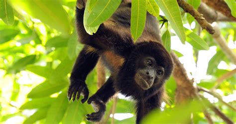 Primates de México: cuidar a los monos es cuidar nuestras ...