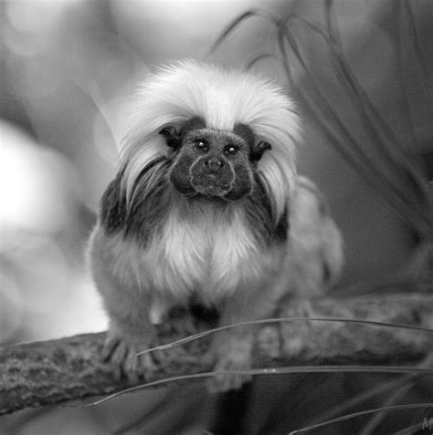 Primates on Pinterest | Primates, Monkey and Baboon