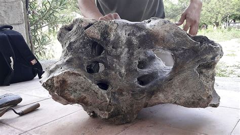 Primer hallazgo de fósiles de un perezoso gigante extinto hace 100 mil ...