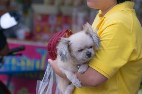 Primer operativo contra locales de venta de perros en ...