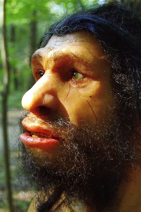 Primer parcial: El Homo Neanderthalensis   tostis2011