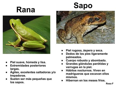 PRIMERO A: Diferencias del sapo y la rana