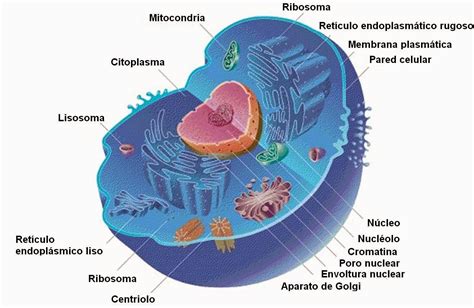 Principios de Biología. La célula