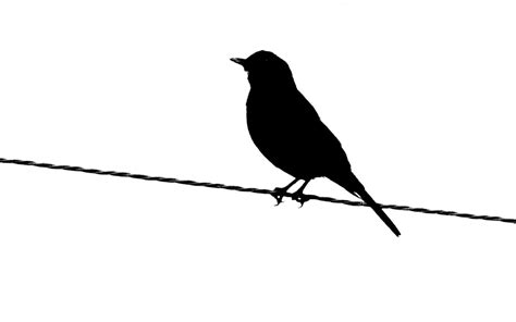 Printable Bird Silhouettes   ClipArt Best