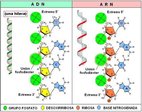 PrionicProtein: Composición de los seres vivos: Ácidos Nucleicos
