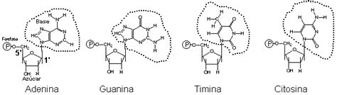 PrionicProtein: Composición de los seres vivos: Ácidos Nucleicos