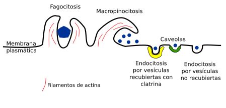 PrionicProtein: Membrana plasmática