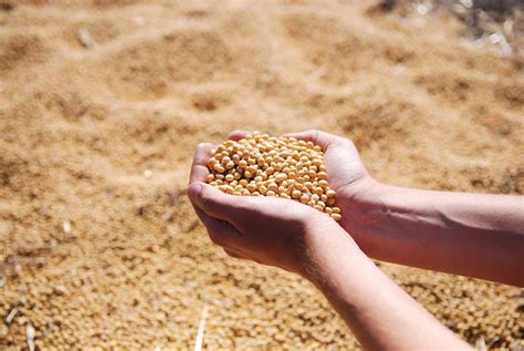 Private soybeans and soybean meal production estimates indicate strong ...