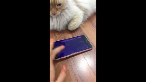 Probando apps de juegos para gatos   YouTube