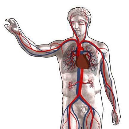 Problemas circulatorios: ¡prevenir está en sus pasos ...