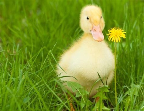 Problemas de salud en patos: todo lo que necesitas saber   Bekia Mascotas