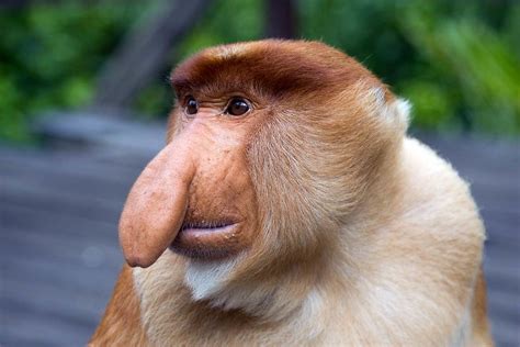 Proboscis monkey – long nosed monkey | DinoAnimals.com
