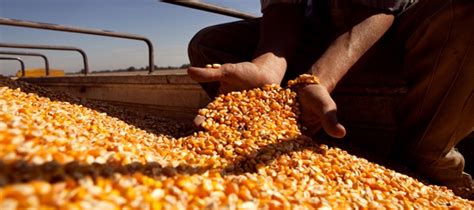 Procesaron a cinco empresarios “cerealeros” por perjuicio a la AFIP por ...