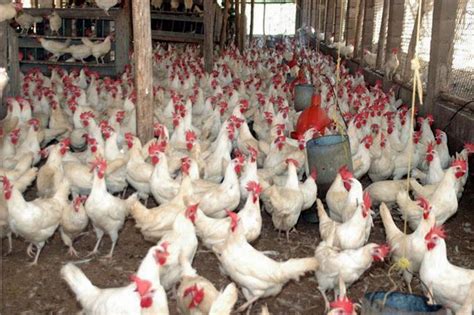 Proceso.com.do :: Productor avícola asegura crisis en granjas de pollos ...