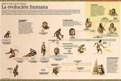 PROCESO DE LA EVOLUCIÓN HUMANA