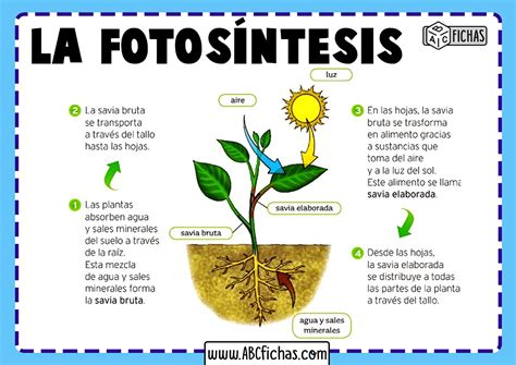 Proceso de la fotosintesis   ABC Fichas