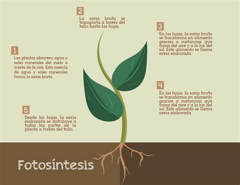 Proceso de la fotosintesis  Infografia  by Artkast15 on ...