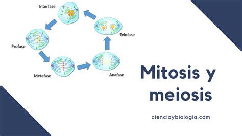 Proceso De La Mitosis Y Meiosis