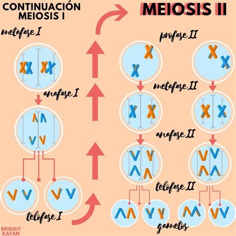 Proceso De La Mitosis Y Meiosis