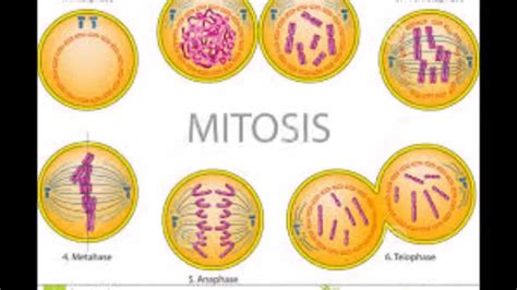 Proceso de mitosis y meiosis.   YouTube