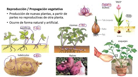 Proceso de REPRODUCCIÓN DE LAS PLANTAS | Libros de ...