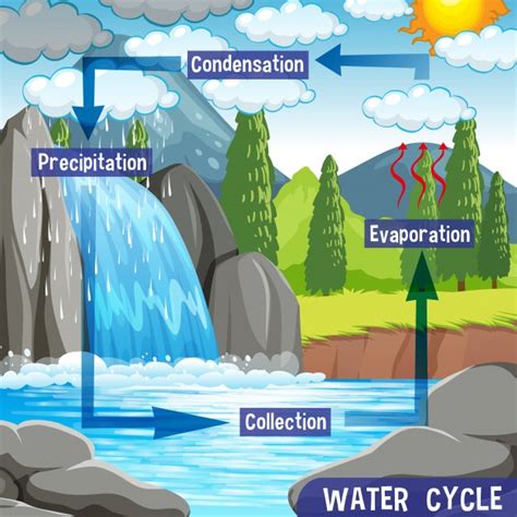 Proceso del ciclo del agua en la tierra   científico ...