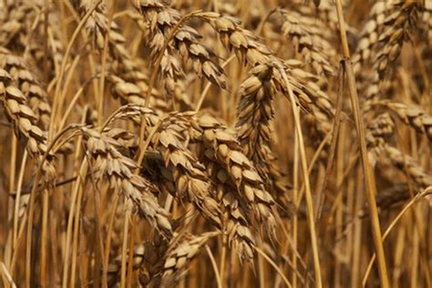 Proceso del cultivo del trigo
