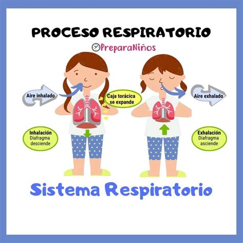 Proceso Respiratorio Explicación para Niños   PreparaNiños.com