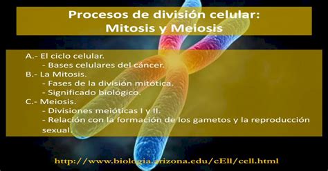 Procesos de división celular: Mitosis y Meio · PDF fileA.  El ciclo ...