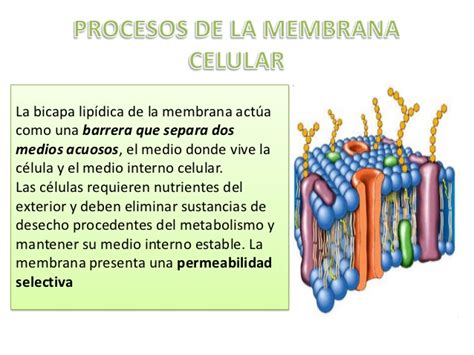 Procesos de la membrana celular