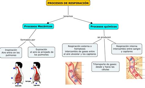 Procesos de Respiración: organizador visual de procesos respiratorios
