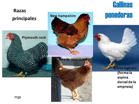 PRODUCCION AGRICOLA: GALLINAS PONEDORAS