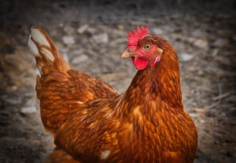 Producción agroecológica de gallinas criollas | RCN Radio