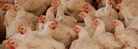 Producción de carne de ave tiene un crecimiento de 9,8% en ...