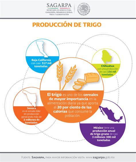 Producción de trigo en México   Imagen Agropecuaria