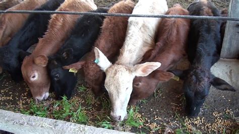 Producción hidropónica de forrajes para ganado de carne   ABC Rural ...