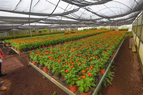 Produce vivero municipal 11 mil plantas de Cempasúchil | PalabrasClaras.mx