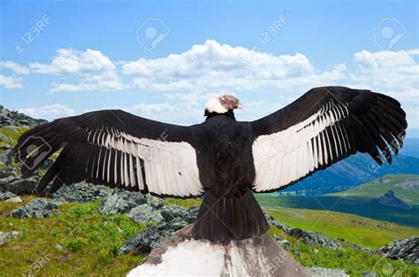 Product | Andean condor, Wildlife protection, Animals