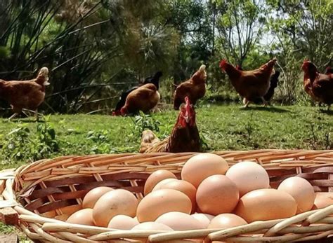 Productora Huevos de Campo Ltda. – Gallina Feliz ...