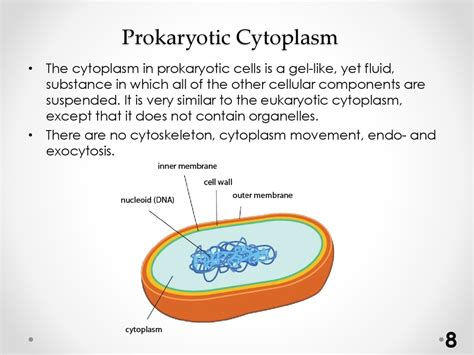 Prokariotic cell structure   презентация онлайн
