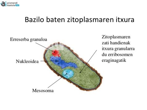 Prokariotoen zitoplasma 1