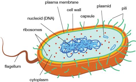 Prokaryotic Cell Structure and Function | Shmoop