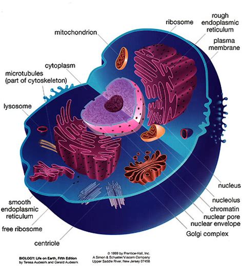 Prokaryotic vs Eukaryotic Cells | CourseNotes
