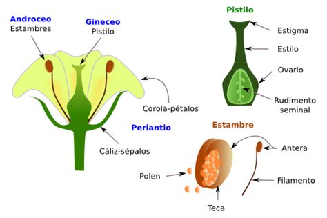 Propagación de las Plantas